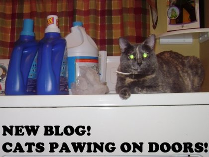 Cats Pawing on Doors